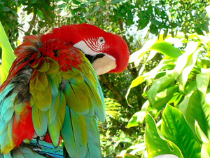 miami attractions - Parrot Jungle