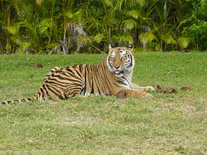 miami attractions - miami metro zoo