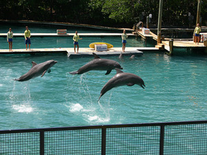 Miami  Museum on Maiami Tourist Attractions   Miami Seaquarium